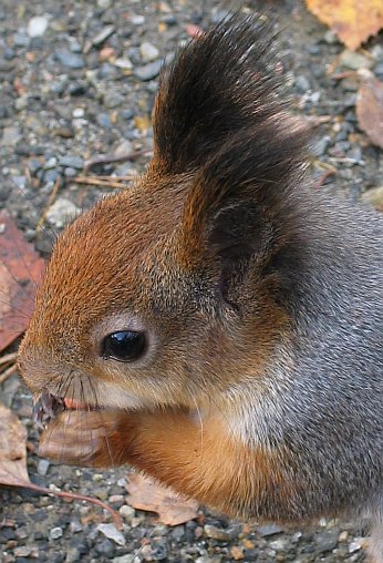 photo of a cool squirrel