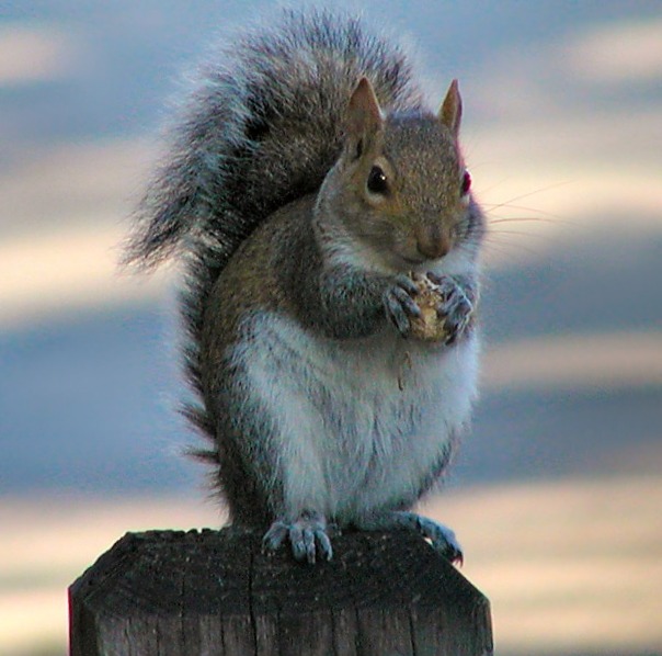 photo of a squirrel on a post