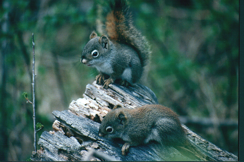 photo of two baby  squirrels