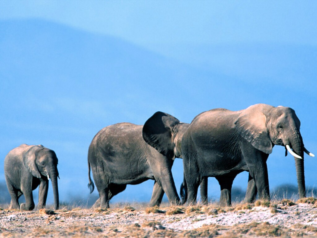 photo of walking elephants