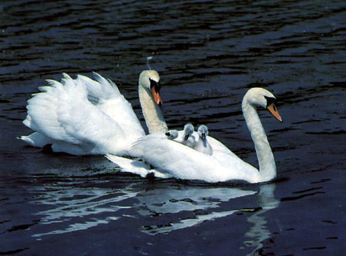 photo of swans
