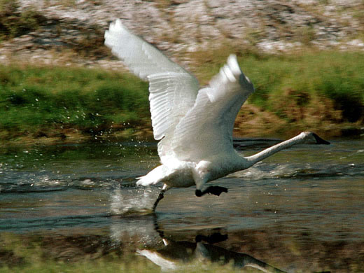 photograph of  a swan taking off