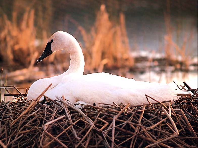 photo of trumpter swan