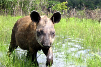 photo of juvenile tapir