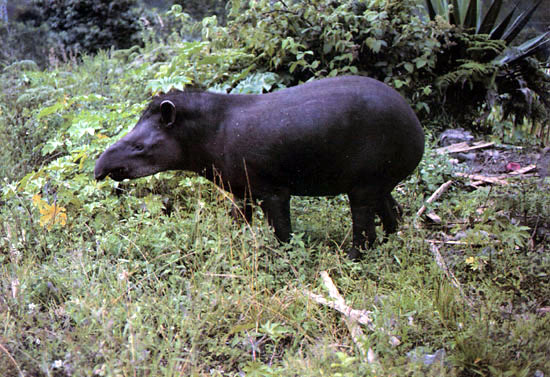 photo of grazing tapir