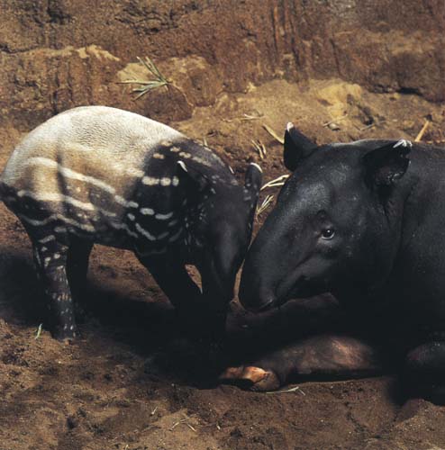 photo of newly-born tapir