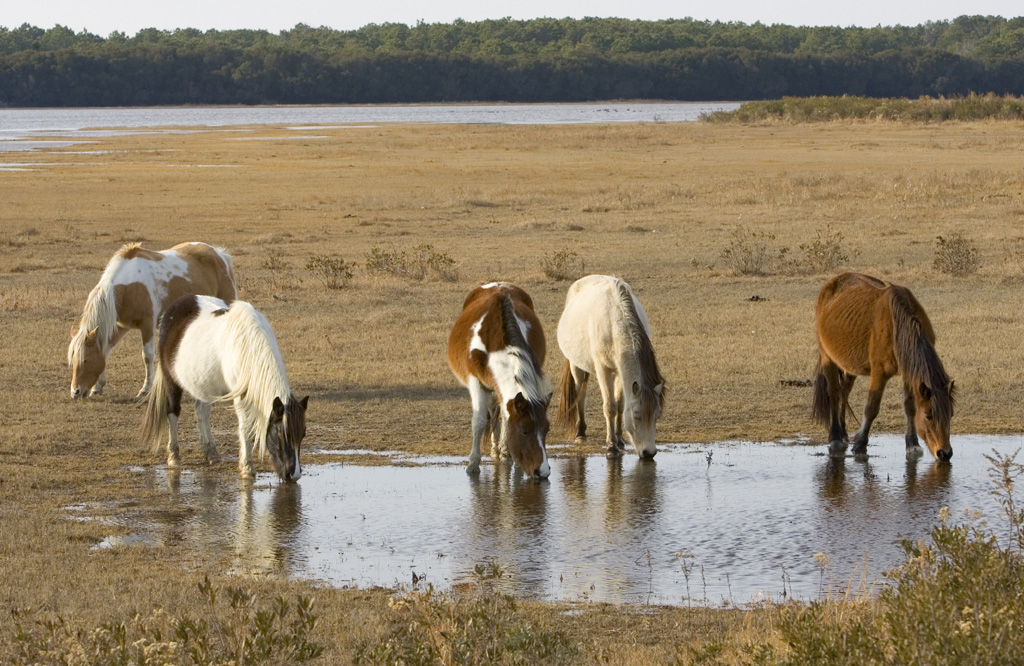 photo of horses drinking