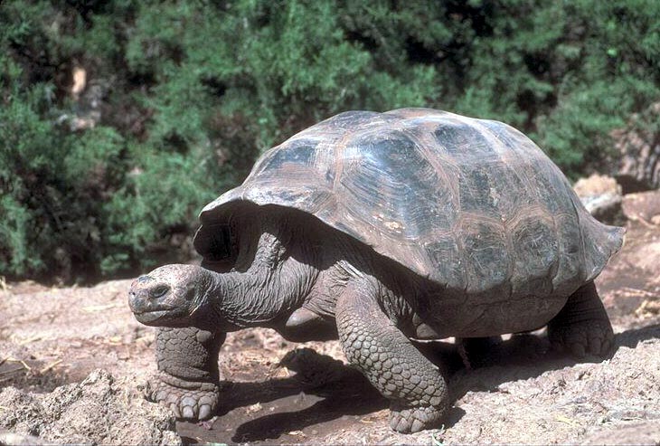 photograph of giant tortoise