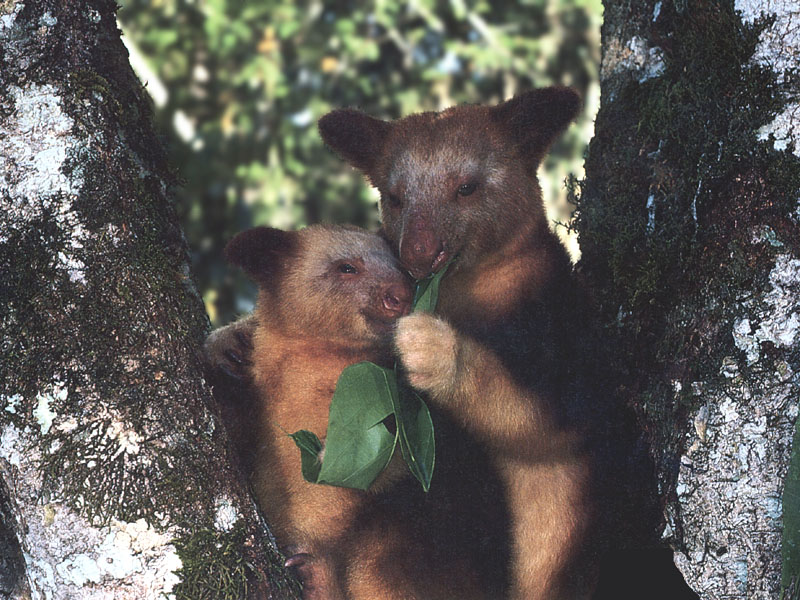 photograph of tree kangaroo and baby