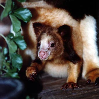 photograph of a tree kangaroo