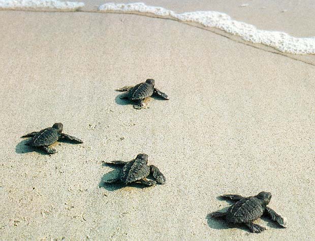 photograph of baby turtles