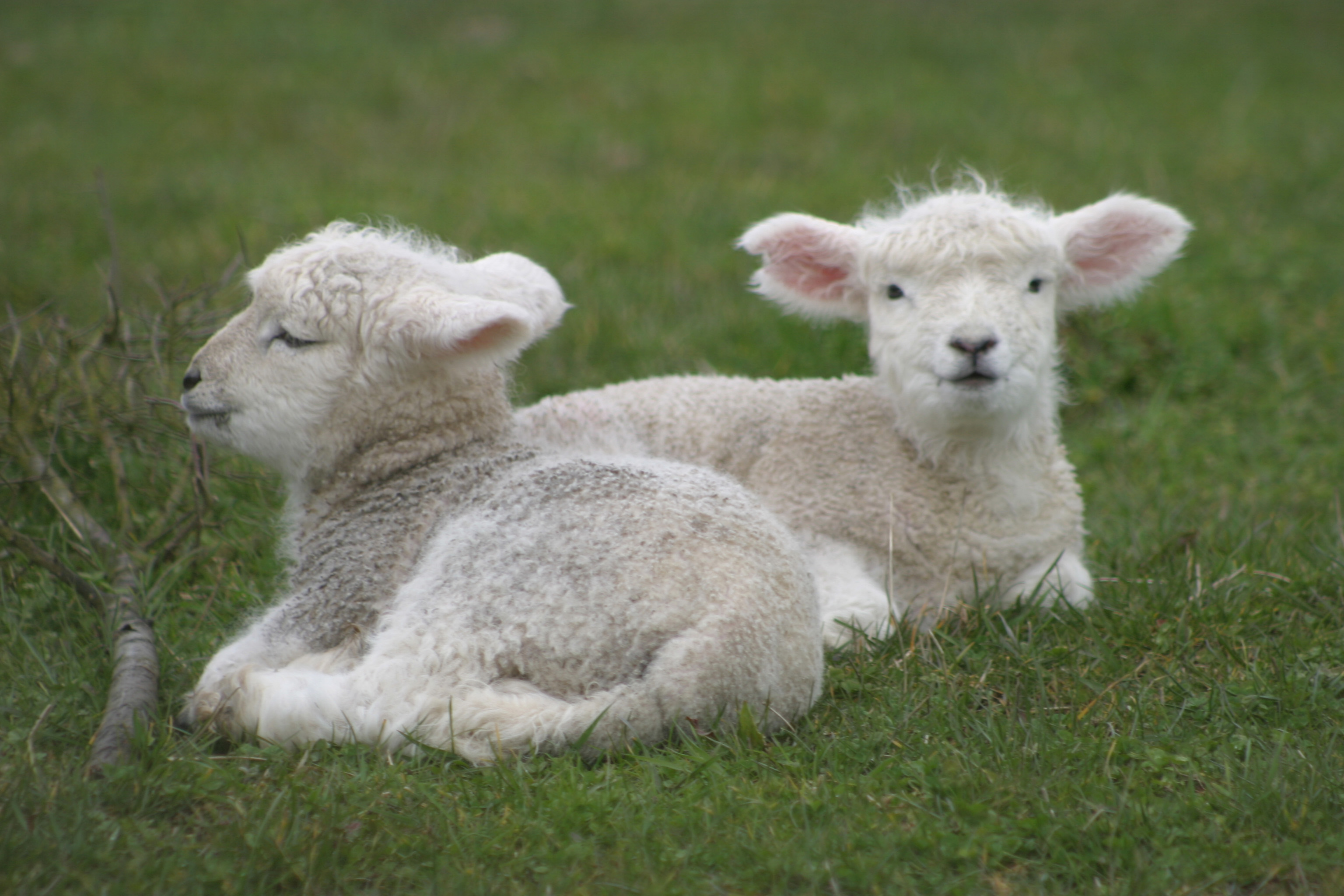 photograph of lambs relaxing