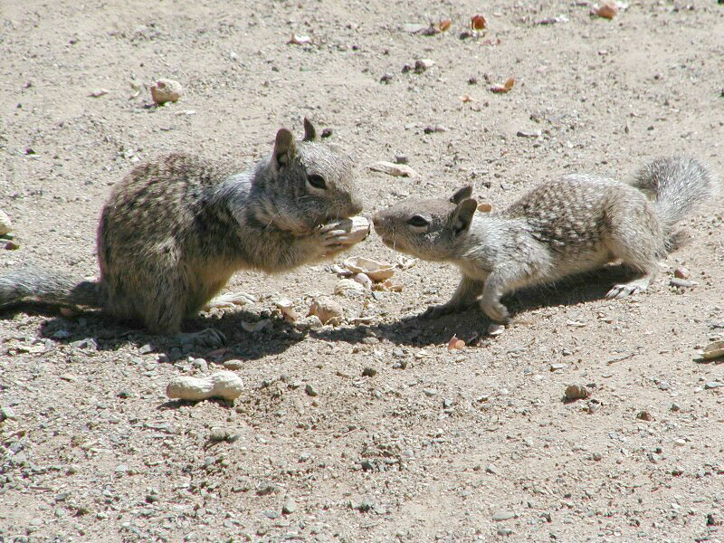 photo of two young squirrels