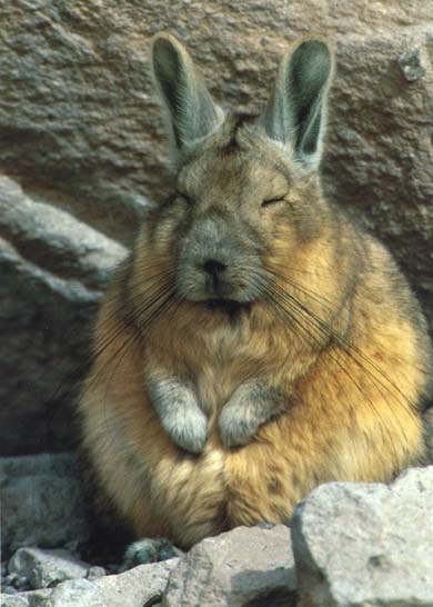 photograph of a viscacha
