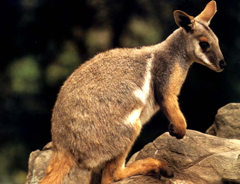 picture of a young wallaby