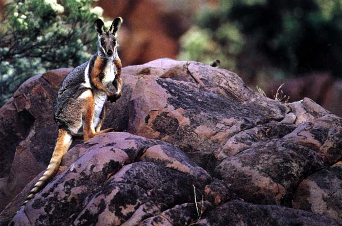picture of a yellow-footed rock-wallaby