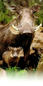 warthog photo