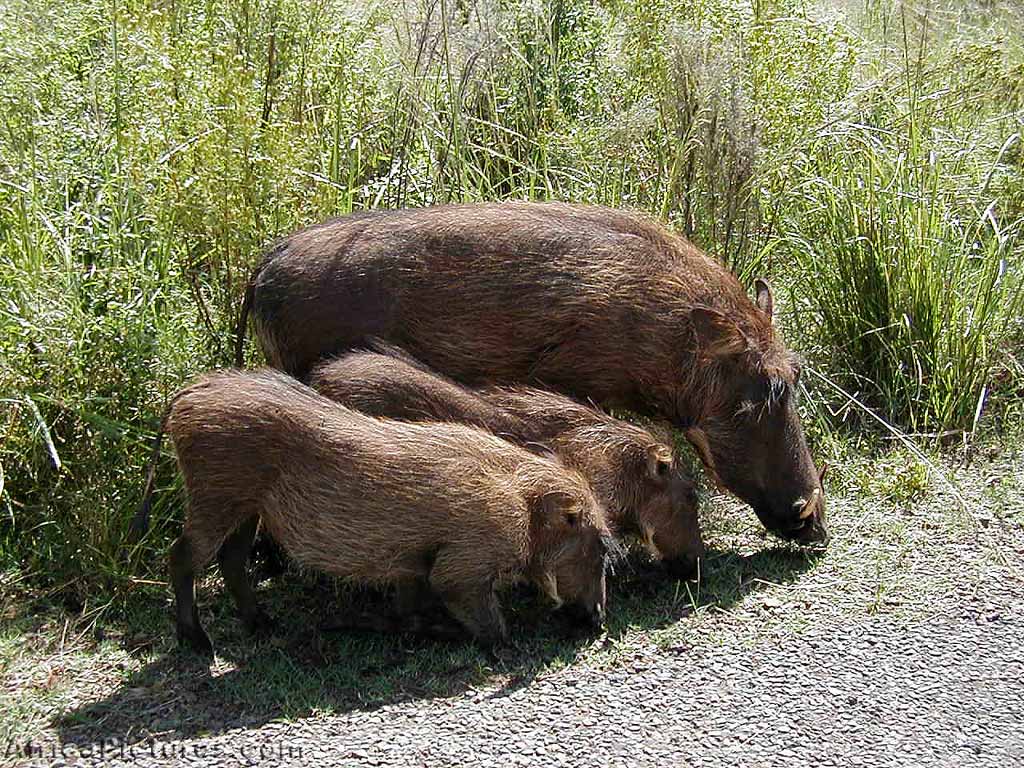 photo of a family of warthogs