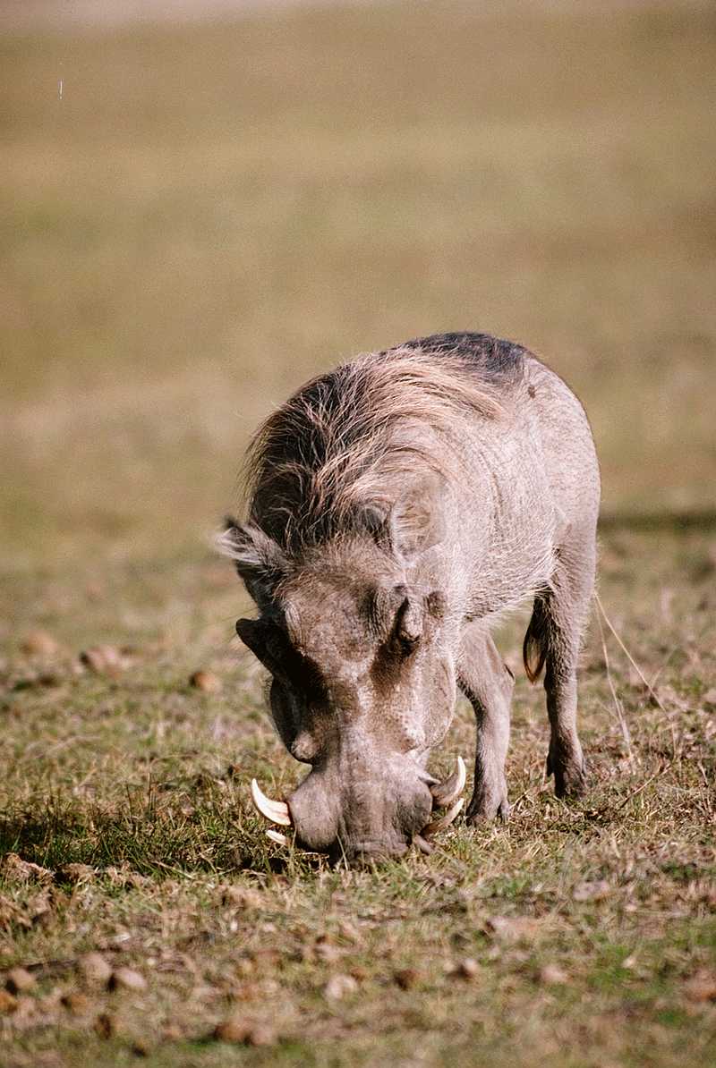 photo of a warthog feeding