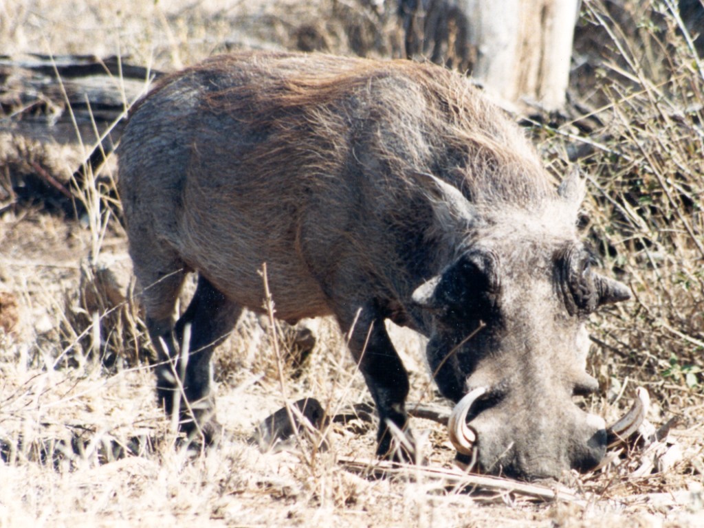 photo of a warthog grazing