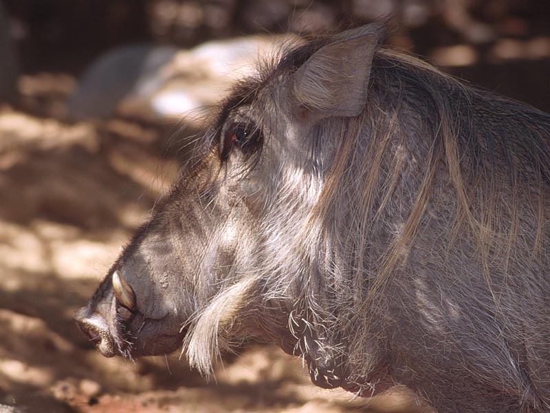 a warthog on the move