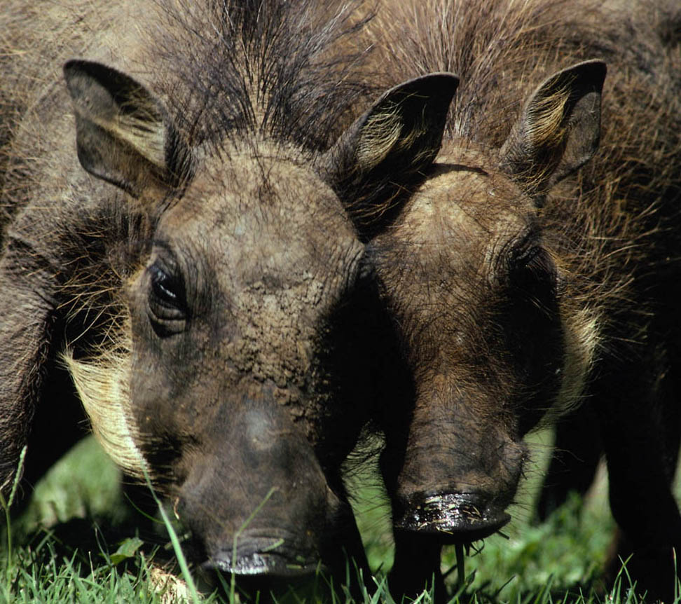 photo of two warthogs