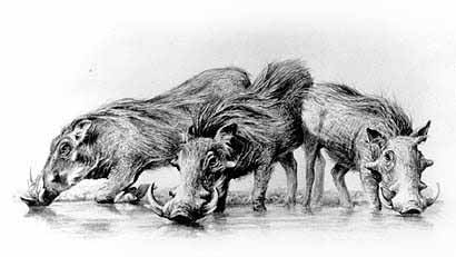 picture of warthogs