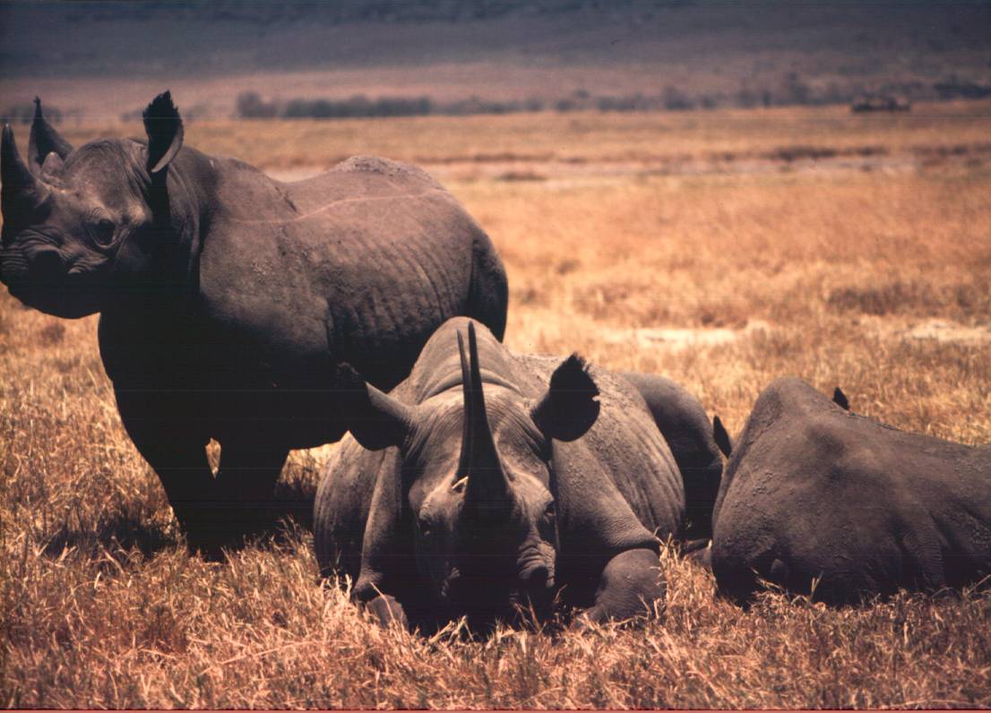 photo of White rhinos