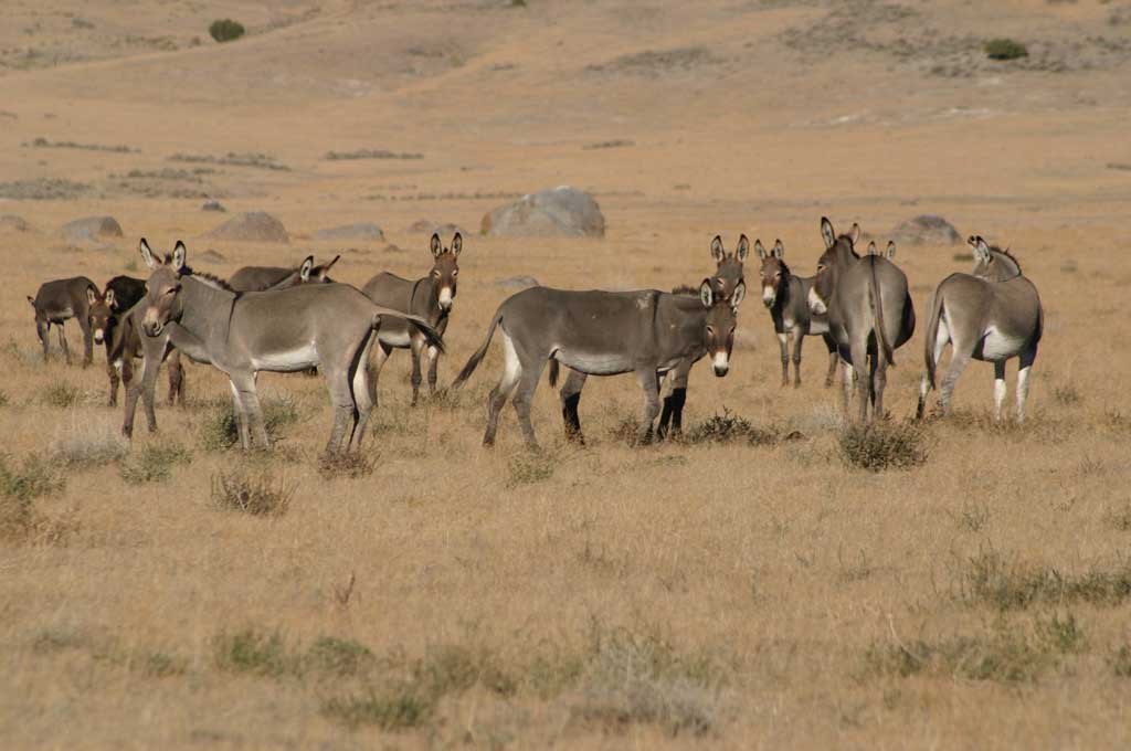 photo of wild donkeys