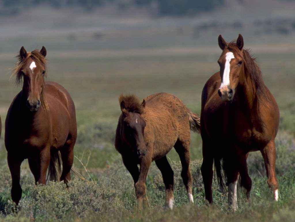 photo of wild horses