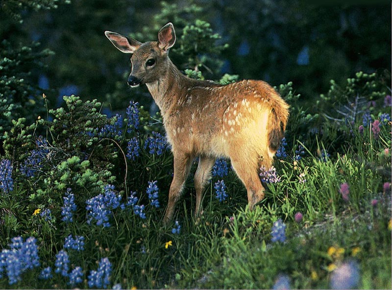 photograph of a young deer
