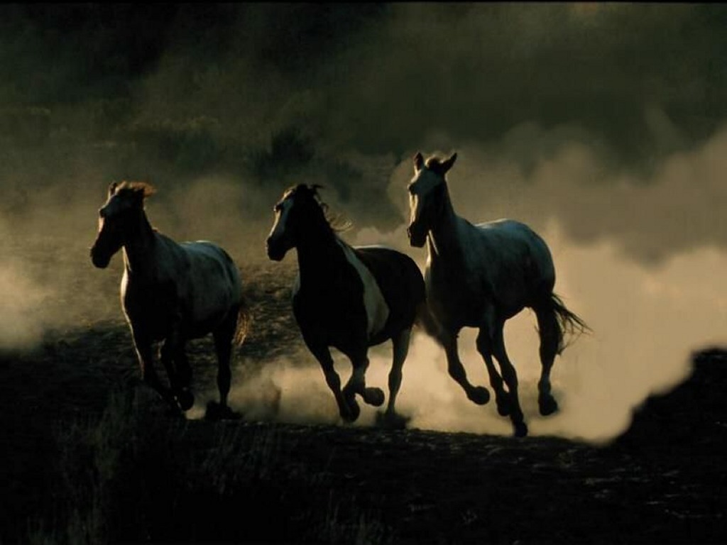 photo of three wild horses