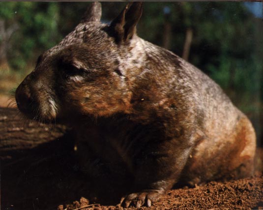 photograph of a wombat
