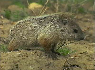 photograph of baby woodchuck