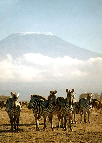 Zebra below mountain