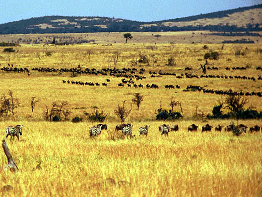 photo of traipsing zebra