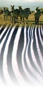 zebras photo