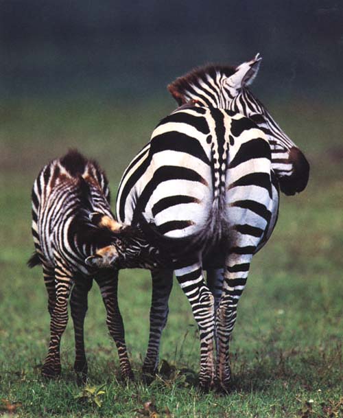 photo of zebras