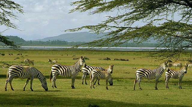 photo of herd of zebra