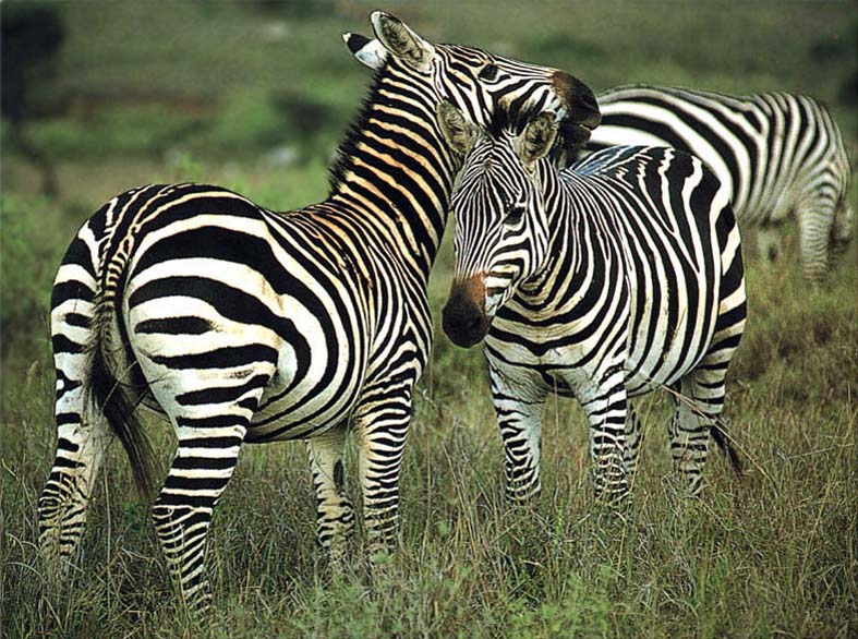 photo of  zebras nuzzling