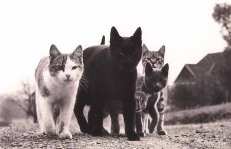 CATS: the Nazis of the animal kingdom?
