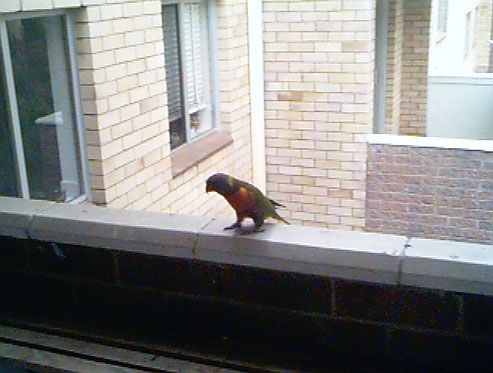 photo of rainbow Australia