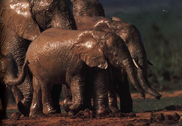 photo of some very muddy elephants