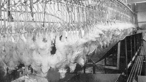 Kentucky Fried Chicken: finger-lickin' cruel
