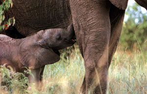 photo of young elephant suckling