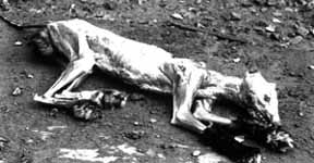 Fur Online : the ugliness of cruelty