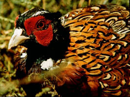 photo of bloodsport victim of John Lewis Partners