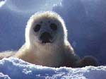 picture of seal pup