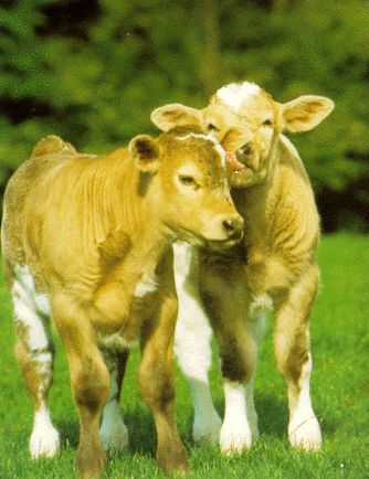 photo of affectionate cows