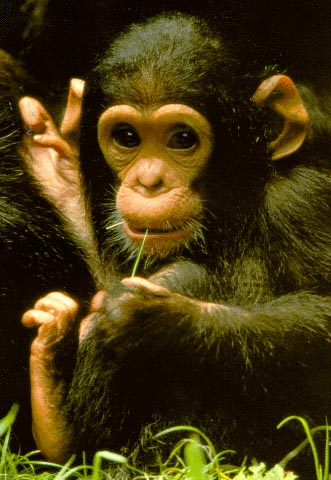 photo of cute simian